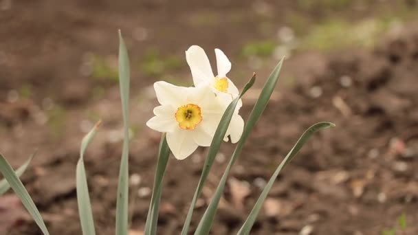 Witte narcis bloeit in het vroege voorjaar — Stockvideo