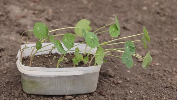 Les semis de nasturtium germent. Jeunes plants de fleurs — Video