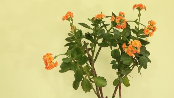 Kalanchoe blossfeldiana w rozkwicie z kwiatów pomarańczy — Wideo stockowe