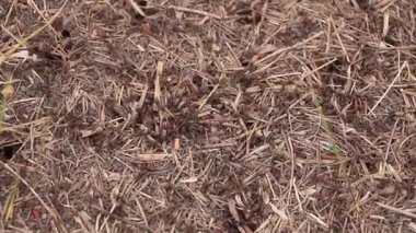 Bazı çalışkan karıncalar evlerinde çalışıyor.