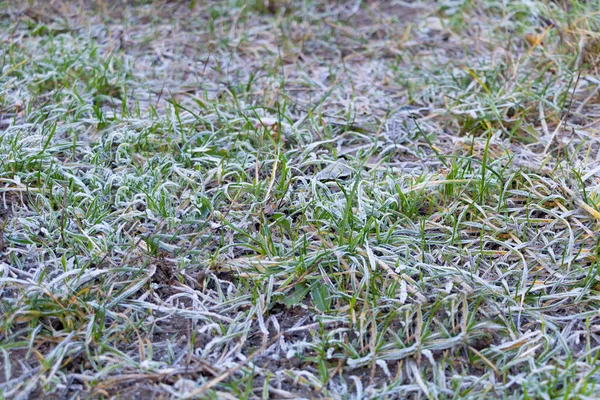 Hierba Congelada Comienzo Del Invierno — Foto de Stock