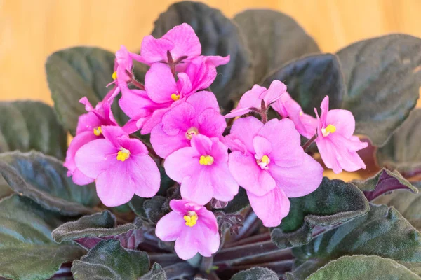 Hermosa Violeta Africana Con Flores Rosadas Cerca Cómo Cultivar Violetas —  Fotos de Stock