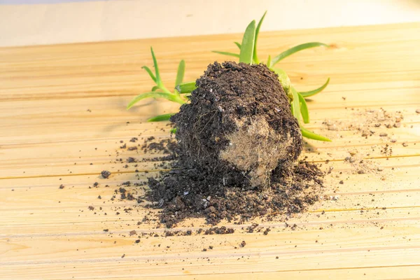 Plant removed from the pot - in the process of repotting. Carpobrotus edulis — Stock Photo, Image