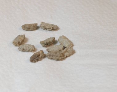 Heliconia tohumları beyaz kağıtta makroyu kapatır. Çeşitlilik Heliconia şampanyası sıçraması