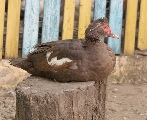 Muscovy duck sits on a wooden log — Stock Photo, Image