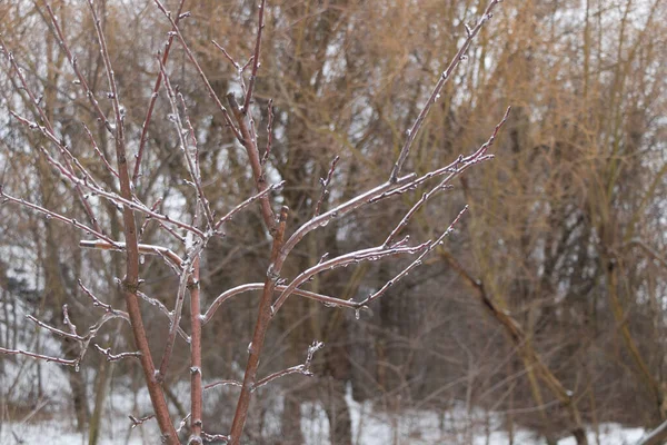 Заморожування дощу на молодому фруктовому дереві, пошкодження концепції сільського господарства — стокове фото