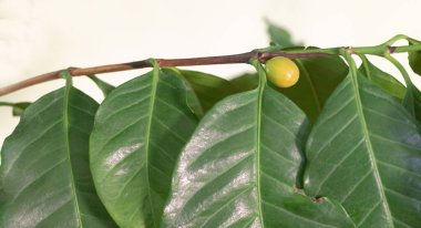 Olgunlaşma sürecinde üzerinde fasulye olan kahve ağacı..