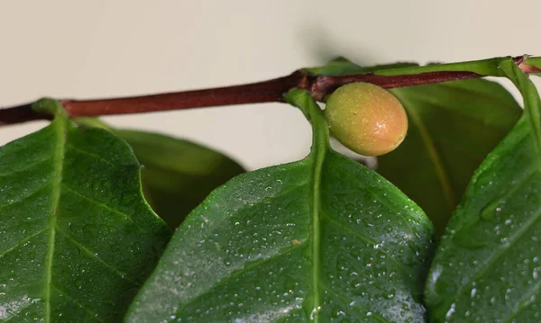 Cafetero Con Hojas Espolvoreadas Interior Árbol Que Ama Humedad Aire — Foto de Stock