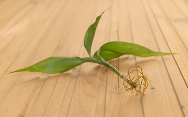 Köklü Lucky Bamboo kesimi - Dracaena sanderiana. Köklere seçici odaklanma.
