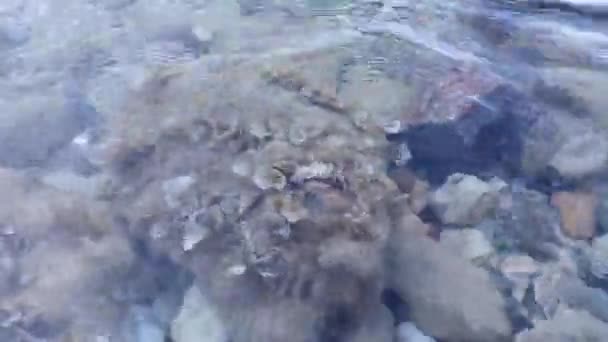 Živé organismy v moři, které rostou na skále — Stock video