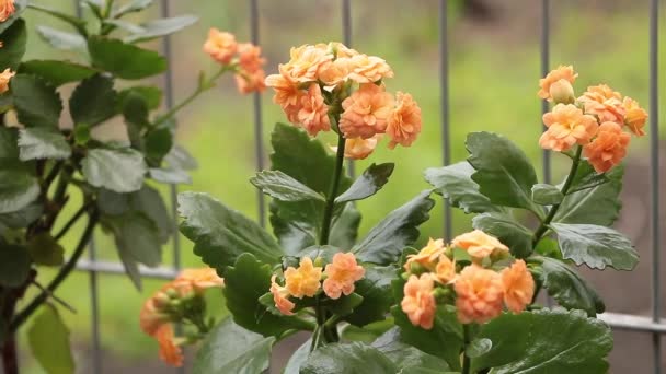 Kalanchoe blossfeldiana w bardzo pięknym pomarańczowym kwiecie — Wideo stockowe
