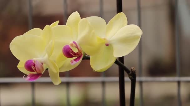 Krásná žlutá orchidej v květu- jak pěstovat orchideje koncept — Stock video