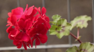 Çok güzel çiçek açan kırmızı pelargonyum pelargonyum konseptini nasıl yetiştireceğini