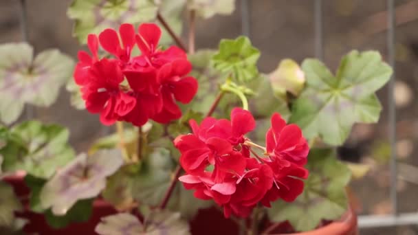 Pelargonio rojo en flor muy hermosa - Cómo cultivar concepto pelargonios — Vídeos de Stock