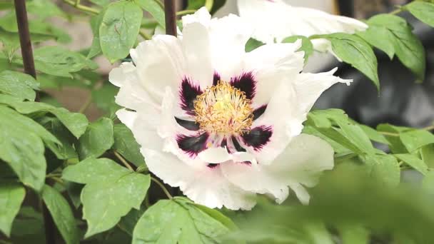 Peônia decorativa em flor branca muito bonita e roxo no meio — Vídeo de Stock