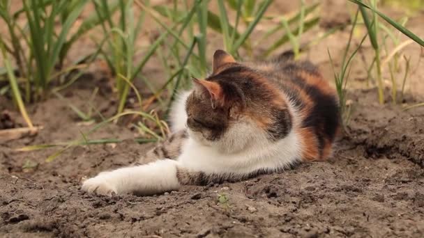 Eine schöne dreifarbige Katze im Garten — Stockvideo