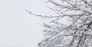 Ağaçların üzerinde çok kar var - Uzay fotoğrafını kopyala.