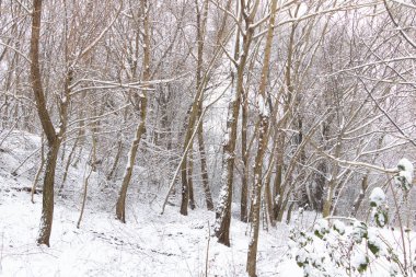 Ormanda kar - kış manzarası. Karlı kış doğası.