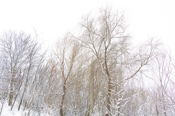 Kışın doğa - ağaçların üzerinde kar.
