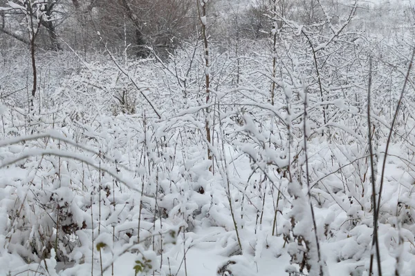 Nieve Cae Sobre Las Ramas Naturaleza — Foto de Stock