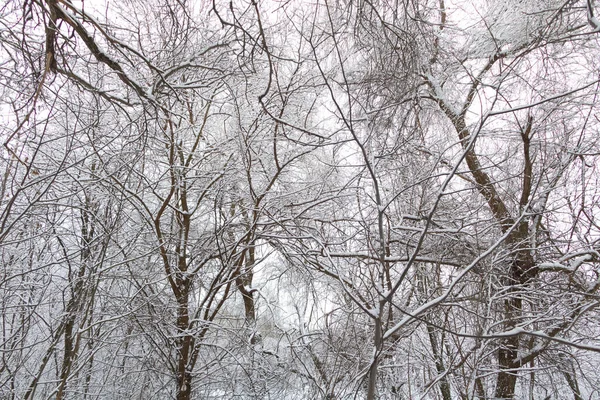 Śnieg Lesie Scena Zimowa Śnieżna Zima Natura — Zdjęcie stockowe