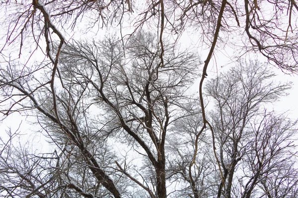 Iep Takken Aan Witte Hemel Winter — Stockfoto