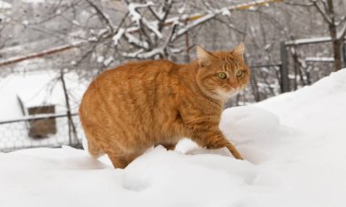 Yeşil gözlü turuncu bir kedi karda yürüyor..