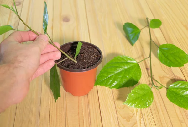 Bir bahçıvan elinde kesiklerden Hibiscus ekiyor. Kesme konseptiyle amber budamak - evde tropik bitkiler yetiştirmek.
