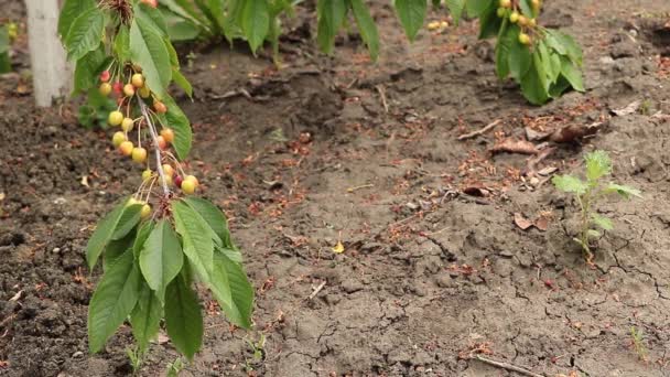 Las cerezas verdes sobre la rama - en el proceso de la maduración — Vídeos de Stock