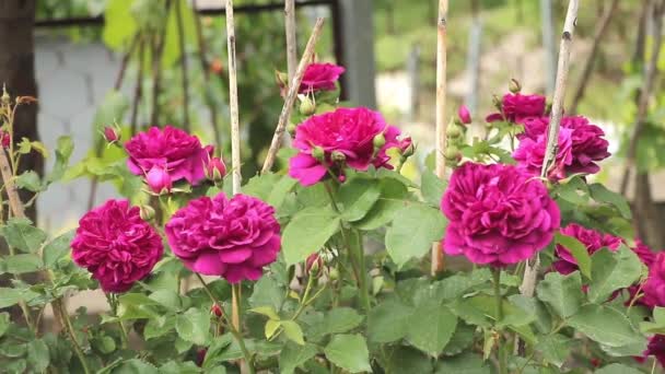 Červené Růže Kvetoucí Zahradě Letní Čas — Stock video