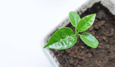 Yong çarkıfelek meyvesi yeni filizlendi. kopyalama alanı ile.