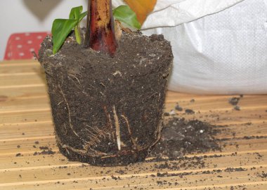 Muz bitkisinin yeniden saksılanmasında sağlıklı ve dinç kökler.