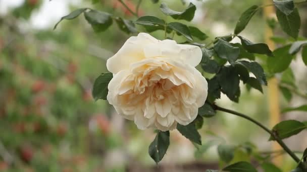 玫瑰盛开 乳白色花朵芬芳 — 图库视频影像