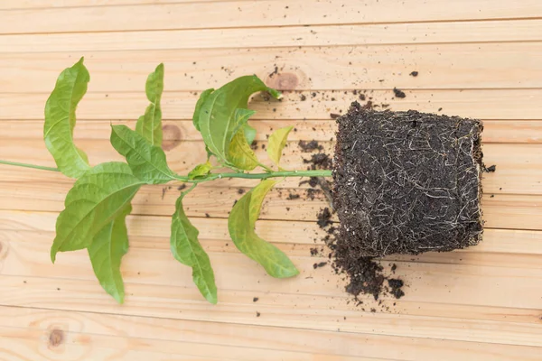 Plante fruitière de la passion en cours de repottig - Concentration sélective - Cultiver des plantes exotiques à la maison concept — Photo