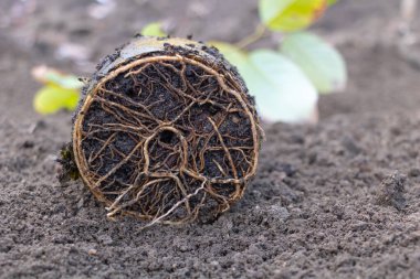 Çerimoya ağacı yeniden saksı dikme sürecinde. Esrar konseptinde Cherimoya yetiştirmek