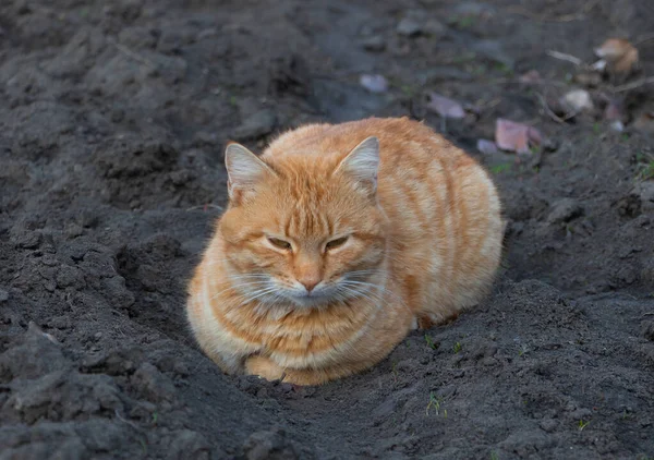 花园里的一只漂亮的橙色猫 — 图库照片