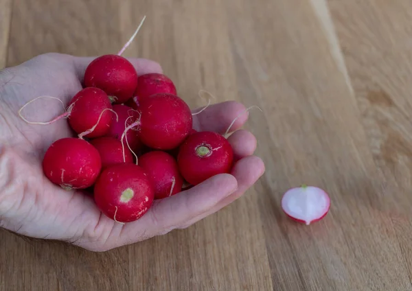 Red radishes in the hand of a man. Benefits of red radish concept. Wooden background — Stock Photo, Image