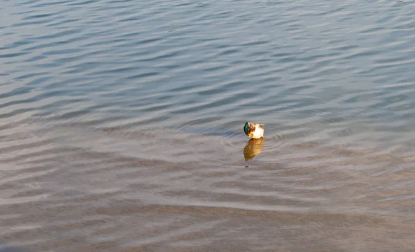 Un pato con una cabeza verde en el borde del estanque — Foto de Stock