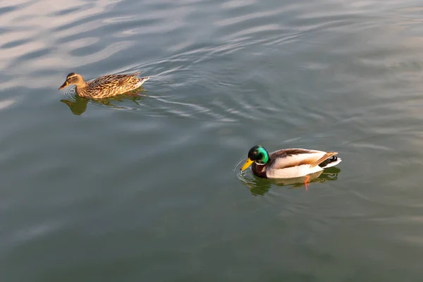 Two ducks in the lake, one with a green head and a brown one — Stock Photo, Image