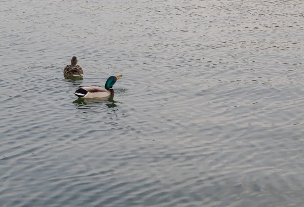 Los patos beben agua en el lago - Dos hermosos patos — Foto de Stock