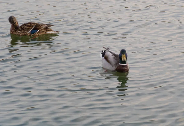 Dos patos en el estanque - Uno de ellos con una cabeza morada oscura — Foto de Stock