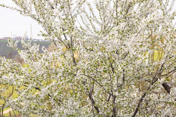 Ciruela llena de flores en primavera — Foto de Stock