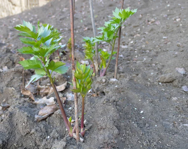 Lovage med färska blad på våren - Fördelar med Lovage koncept - Hur man odlar Lovage - Medicinsk växt — Stockfoto