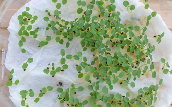 Un sacco di piantine di kiwi sono appena germinate sul tovagliolo. Concetto nella coltivazione di kiwi da seme — Foto Stock