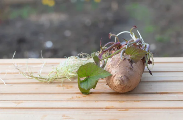 Sweet potato with new roots and leaves on wooden background — Stock Photo, Image