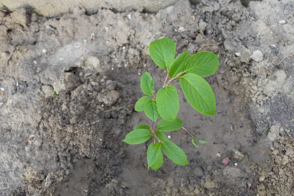 Young Kiwi arguta - Actinidia Засохле ківі росте в саду. Свіже листя. — стокове фото