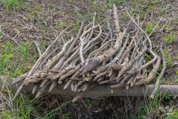 Poteaux en bois pour le jardin utilisé dans les plantations comme support — Photo