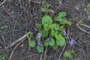 İlkbaharda açan menekşeler.
