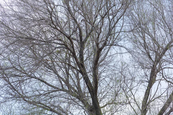 Een Iepboom Lucht Met Veel Takken Lente Die Begint Vegetatie — Stockfoto