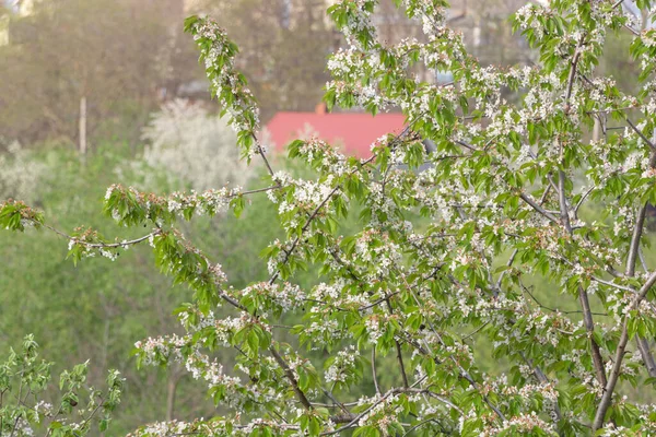 Flores Cerezo Blanco Con Hojas Verdes Frescas Primavera — Foto de Stock